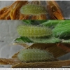 pol icarus larva3 volg13